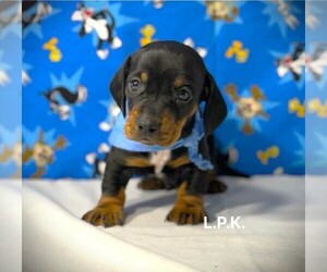 Dachshund Puppy for sale in WINNSBORO, LA, USA