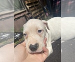 Small Photo #19 American Pit Bull Terrier Puppy For Sale in PENSACOLA, FL, USA