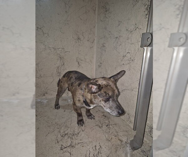 Medium Photo #1 Chiweenie Puppy For Sale in St. Cloud, FL, USA