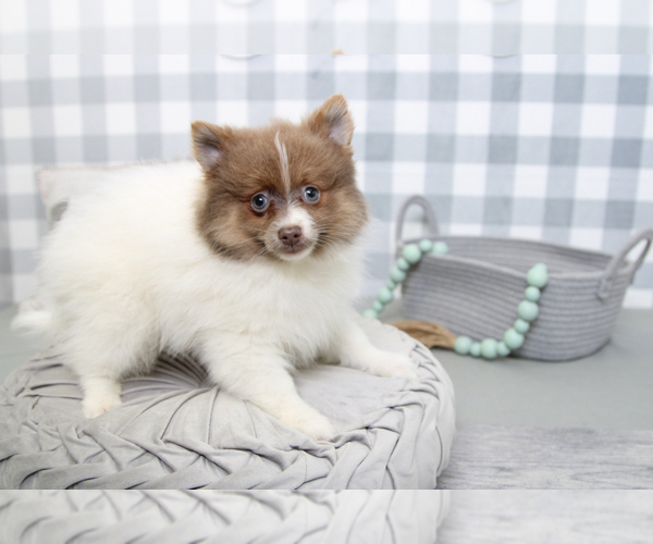 Medium Photo #5 Pomeranian Puppy For Sale in MARIETTA, GA, USA