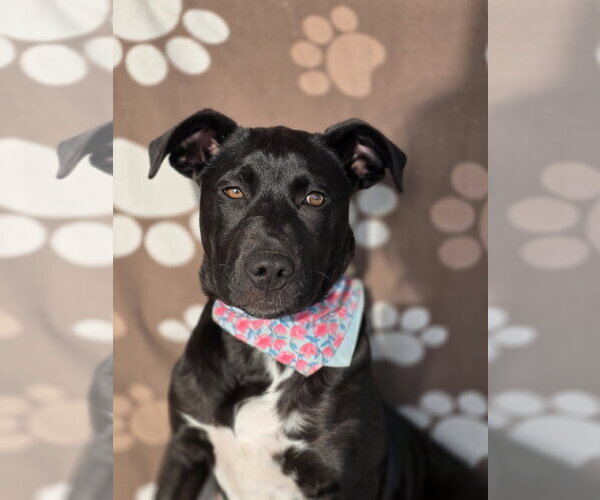 Medium Photo #3 Labrador Retriever-Unknown Mix Puppy For Sale in Germantown, OH, USA