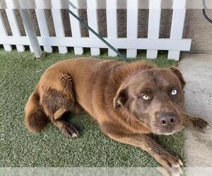 Australian Shepherd-Unknown Mix Dogs for adoption in Modesto, CA, USA