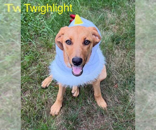 Medium Photo #5 Redbone Coonhound-Unknown Mix Puppy For Sale in pomfret, CT, USA