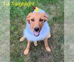 Small #4 Redbone Coonhound Mix