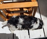 Small #2 Poodle (Miniature)