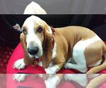 Small #7 Basset Hound