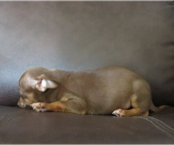 Medium Photo #13 Chihuahua Puppy For Sale in HAYES, VA, USA