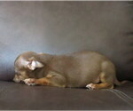 Small #12 Chihuahua