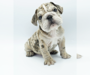Bulldog Puppy for sale in FISHER ISLAND, FL, USA