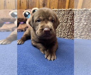 Labrador Retriever Puppy for sale in NEOLA, WV, USA