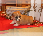 Small Photo #6 Pembroke Welsh Corgi Puppy For Sale in MALTA, OH, USA