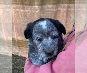 Texas Heeler Puppy for sale in MINERVA, OH, USA