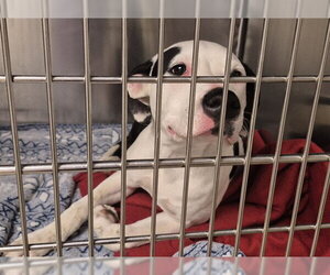 Mutt Dogs for adoption in Decatur, IL, USA