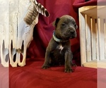 Small Photo #24 Cane Corso Puppy For Sale in LAKE EUFAULA, OK, USA