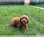 Small #2 Goldendoodle (Miniature)