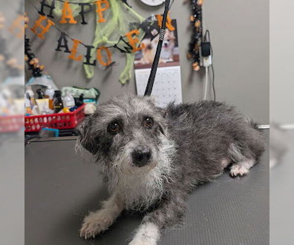 Medium Photo #1 Mutt Puppy For Sale in Las Vegas, NV, USA