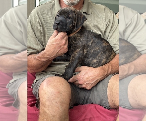 Medium Photo #25 Rotticorso Puppy For Sale in REEVESVILLE, SC, USA