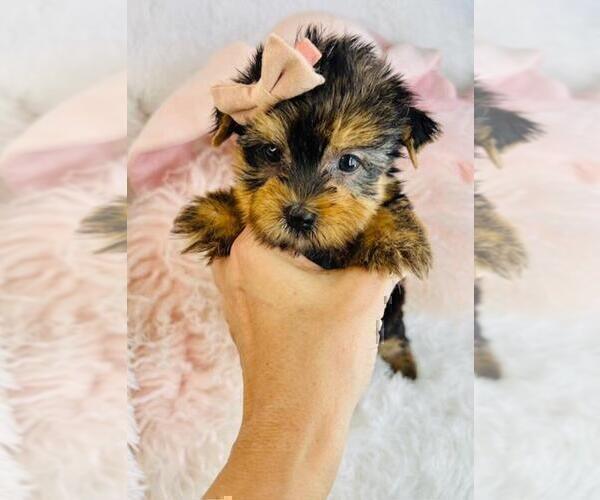 Medium Photo #2 Yorkshire Terrier Puppy For Sale in JACKSONVILLE, FL, USA