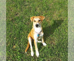 **LAVENDAR** - Female Labrador Retriever-Unknown Mix Dog for Adoption