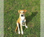 **LAVENDAR** - Female Labrador Retriever-Unknown Mix Dog for Adoption - Small photo