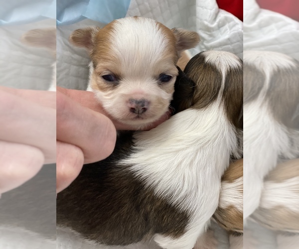 Medium Photo #7 Chihuahua Puppy For Sale in CHESAPEAKE, VA, USA