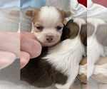 Small Photo #7 Chihuahua Puppy For Sale in CHESAPEAKE, VA, USA