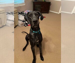 Great Dane Dogs for adoption in Bullard, TX, USA