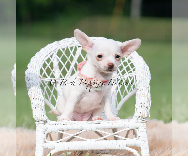Medium Photo #5 Chihuahua Puppy For Sale in WARSAW, IN, USA