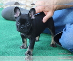 Small Photo #37 French Bulldog Puppy For Sale in WINNSBORO, TX, USA