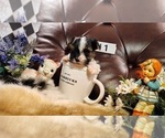 Puppy Girl 1 AKC Yorkshire Terrier