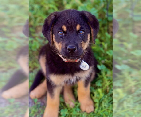 Medium Photo #5 German Shepherd Dog-Unknown Mix Puppy For Sale in West Sacramento, CA, USA