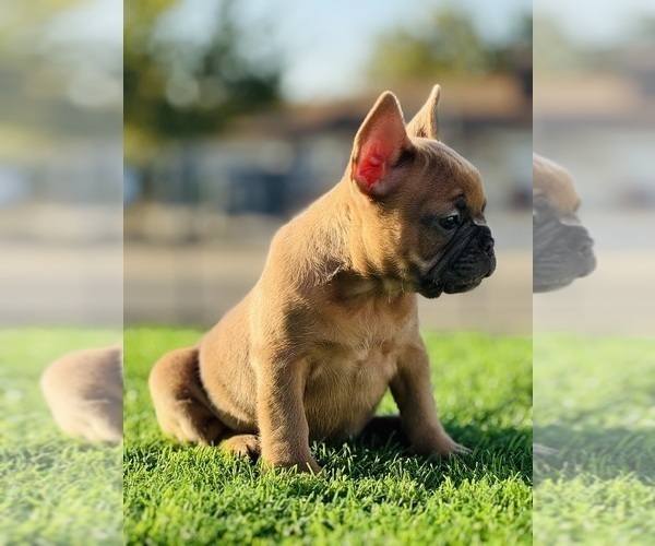 Medium Photo #2 French Bulldog Puppy For Sale in STOCKTON, CA, USA