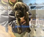 Small Photo #19 Cane Corso-Saint Bernard Mix Puppy For Sale in LIVERMORE, CA, USA