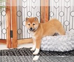 Small Photo #3 Shiba Inu Puppy For Sale in NAPLES, FL, USA