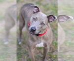 Small #2 Mutt