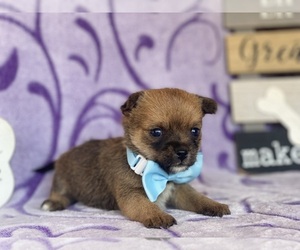 Carkie Puppy for sale in LANCASTER, PA, USA