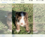 Small #3 Bearded Collie-Poodle (Standard) Mix