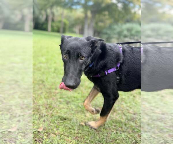 Medium Photo #6 Mutt Puppy For Sale in Pompano Beach , FL, USA