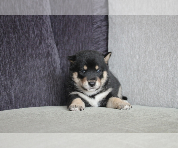 Medium Photo #3 Shiba Inu Puppy For Sale in MIAMI, FL, USA