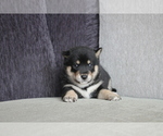 Small Photo #3 Shiba Inu Puppy For Sale in MIAMI, FL, USA