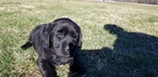 Small Photo #2 Labrador Retriever Puppy For Sale in PEKIN, IN, USA