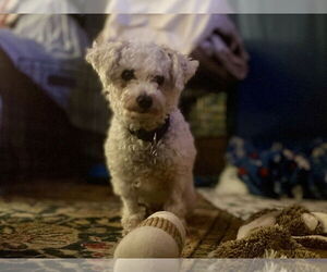 Medium Bichon Frise Mix