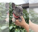 Small #5 French Bulldog