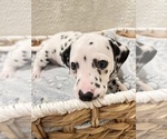 Small #2 Dalmatian