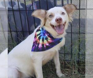 Mutt Dogs for adoption in San Antonio, TX, USA