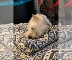 Small #3 Mutt
