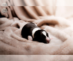 Puppy Latte Border Collie