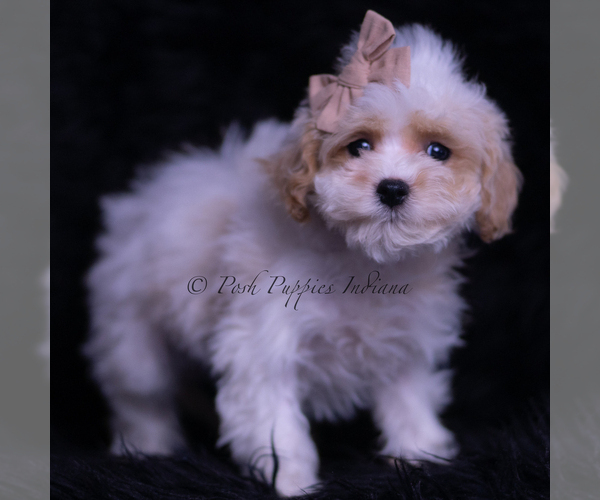 Medium Photo #4 Maltipoo (Toy) Puppy For Sale in WARSAW, IN, USA
