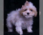Small #3 Maltipoo (Toy)