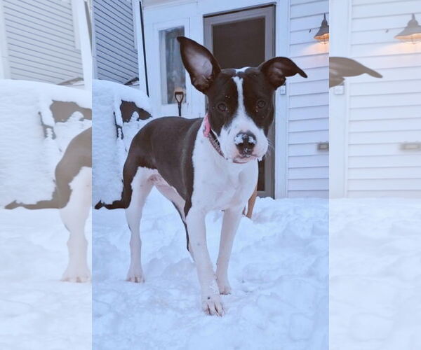 Medium Photo #11 Mutt Puppy For Sale in Germantown, OH, USA